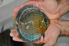 06-05-2011_14-41_5141330