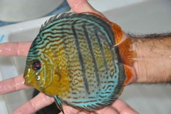 06-05-2011_14-45_4269635