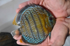 06-05-2011_14-45_431931