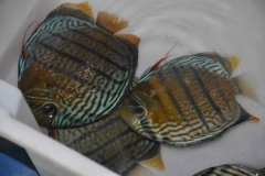 06-05-2011_14-45_4346229