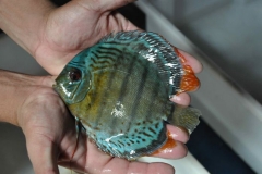 06-05-2011_15-31_5220821