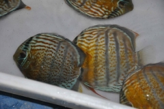 06-05-2011_15-31_5251027