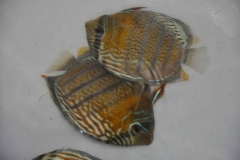 06-05-2011_15-31_5256928