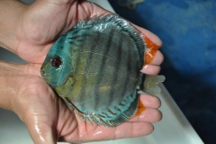 06-05-2011_15-34_3733715