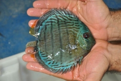 06-05-2011_15-34_3844012