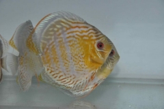 06-05-2011_15-40_2064few_red_spotted_1