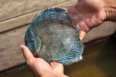 23-09-2011_18-02_2820523