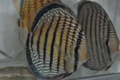 27-02-2011_20-50_5215999