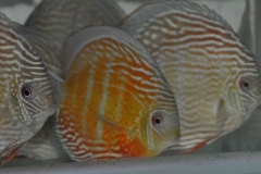27-02-2011_20-51_2324198
