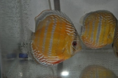 27-02-2011_20-51_5468397