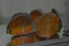 27-02-2011_20-54_445395