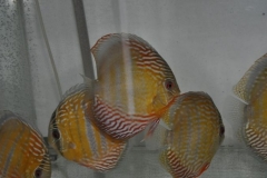 27-02-2011_20-56_3445396