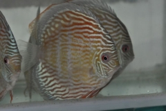 27-02-2011_20-58_13590100