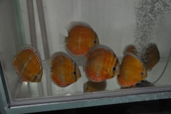 27-02-2011_21-01_1423791