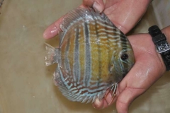 29-09-2010_16-17_40730discus_curuai_1