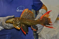 15-07-2013_16-25_5872713