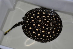 15-07-2013_16-26_03176_DSC9530