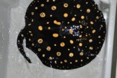 15-07-2013_16-26_03511_DSC9533