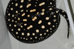 15-07-2013_16-26_04204_DSC9546