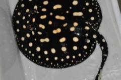 15-07-2013_16-26_04957_DSC9545