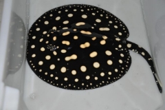 15-07-2013_16-26_05932_DSC9557