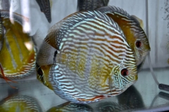 18-01-2014_12-40_14375_DSC3559