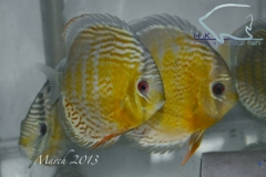 11-03-2013_12-20_37454_DSC7456_copy