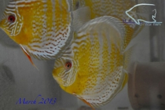 11-03-2013_12-22_37882_DSC7975_copy