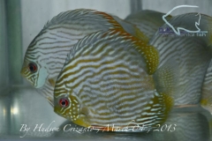 11-03-2013_12-22_39477_DSC7535_copy