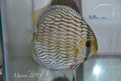 11-03-2013_12-22_40311_DSC7564_copy