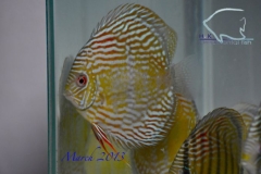 11-03-2013_12-27_35785_DSC7858_copy